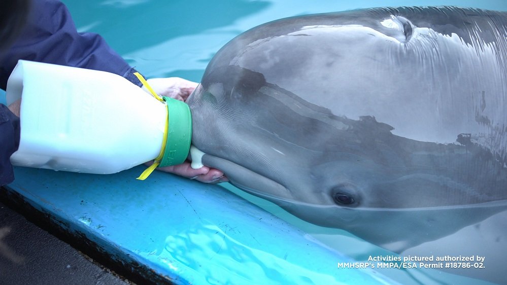 Beluga Bebé Rescatada Llega a su Nuevo Hogar en SeaWorld San Antonio