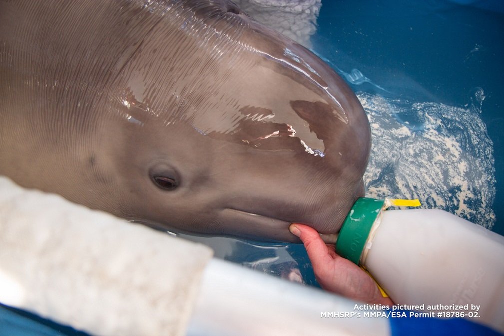 Beluga Bebé Rescatada Llega a su Nuevo Hogar en SeaWorld San Antonio